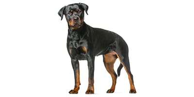 son rottweilers tranquilos