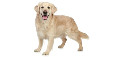 Golden Retriever : prix, caractère, alimentation, santé