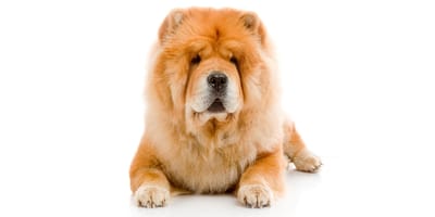 Chow Chow