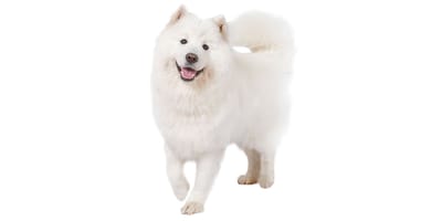 Samoyedo