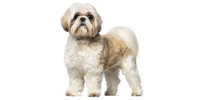 Shih Tzu