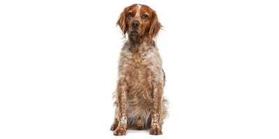 Brittany dog deals breed price