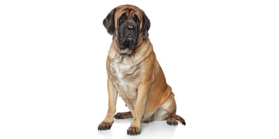 Mastiff