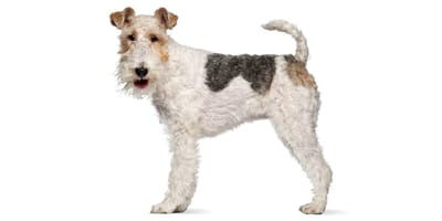 Fox-Terrier