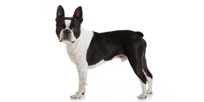 Boston sales terrier standard