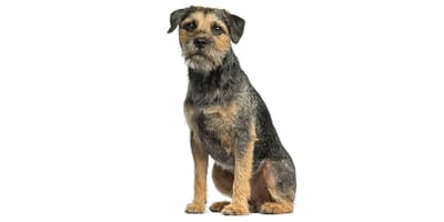 Border Terrier