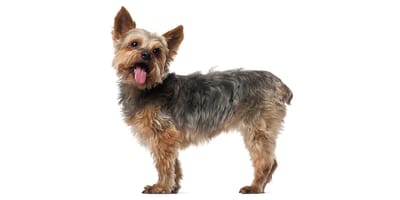 Yorkshire Terrier