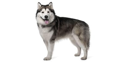 Malamute de l Alaska prix caract re alimentation sant