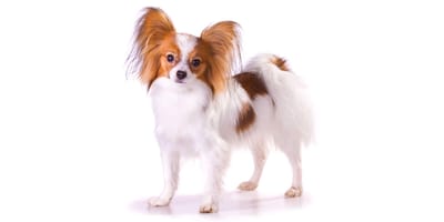 Papillon spaniel store