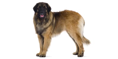 Leonberger