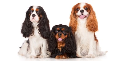 Facts about king charles hot sale cavalier