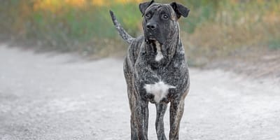 Dogo canario