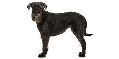 Schnauzer