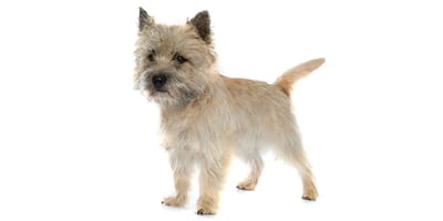 Cairn Terrier