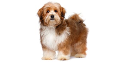 Havanese toy outlet breed