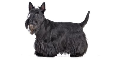 Scottish Terrier