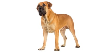 Boerboel adult best sale