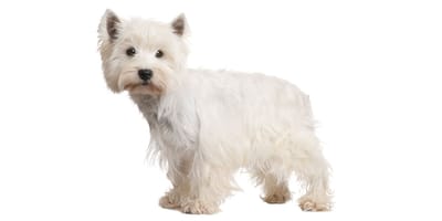 West Highland White Terrier