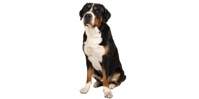 Great Swiss Mountain Dog