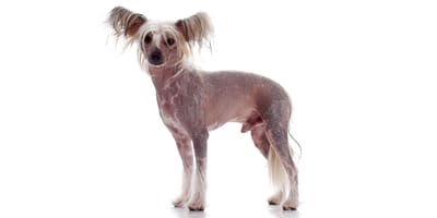 Blue chinese best sale crested dog