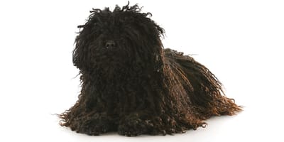 Brushed puli hot sale