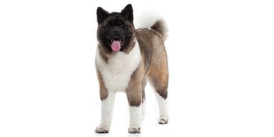 Akita Americano