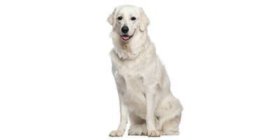 Kuvasz