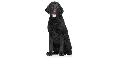 Curly-Coated Retriever