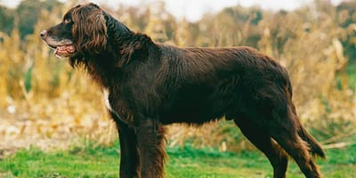 Chien d'arrêt allemand à poil long