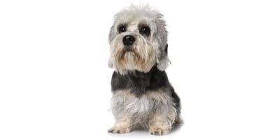 Dandie Dinmont Terrier