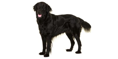 Flat-Coated Retriever