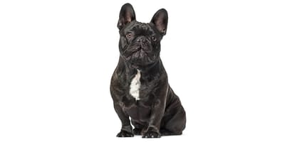 Bouledogue francese Cani Razza - Prezzo, Temperamento & Foto