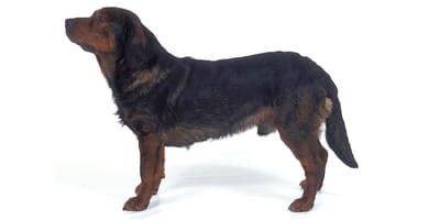 Alpine best sale basset hound