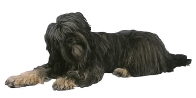 Portuguese Sheepdog