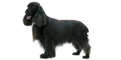 Field Spaniel