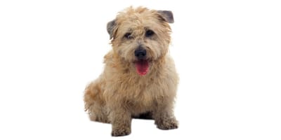 Irish Glen of Imaal Terrier