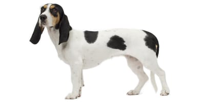 Small hot sale swiss hound