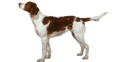 Setter irlandais rouge et blanc