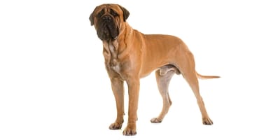 son los perros bullmastiff agresivos o peligrosos