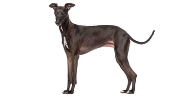 Galgo italiano