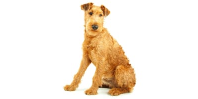 Irish Terrier