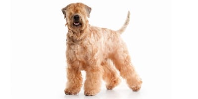 Irish Terrier à poil doux