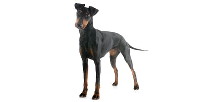 Manchester Terrier