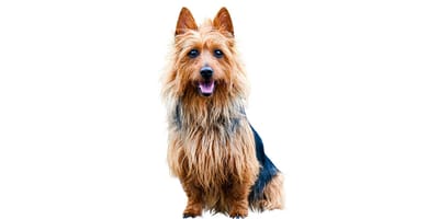 Silky Terrier