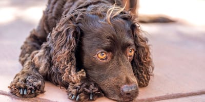 Chien d'eau américain