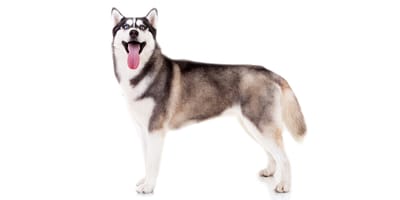 Husky sibérien