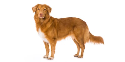 Golden duck hot sale retriever