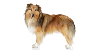 Shetland 2024 sheepdog price