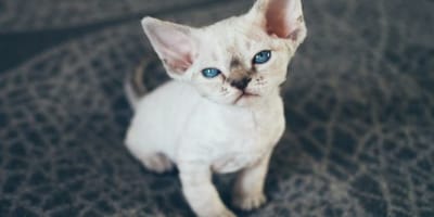 Noms De Chat Commencant Par La Lettre N Choisir Un Prenom Pour L Annee 17