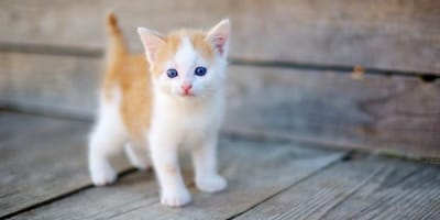 Noms De Chat Commencant Par La Lettre N Choisir Un Prenom Pour L Annee 17